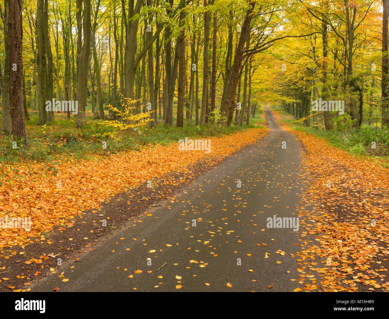 Deserted country road in Autumn Stock Photo