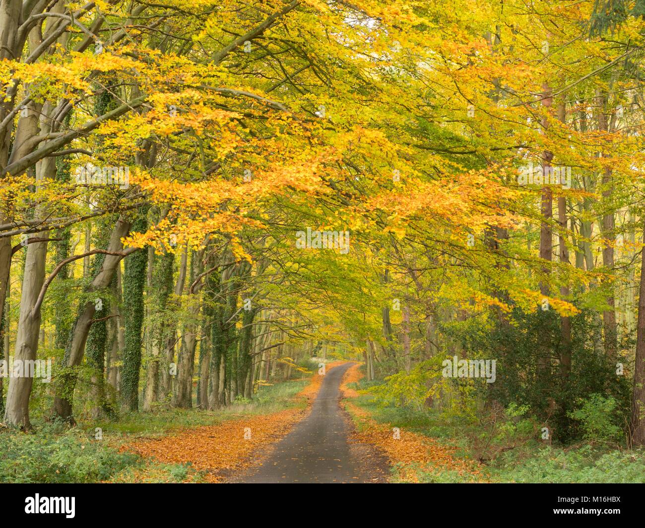 Deserted country road in Autumn Stock Photo