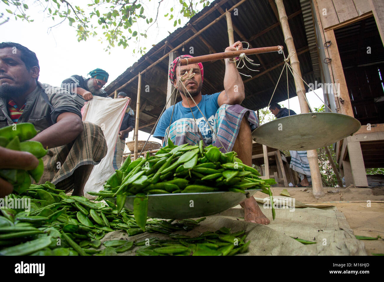 Bangladeshi labor measuring Lablab Dolichos Bean (sheem) in the village wholesale market. Stock Photo
