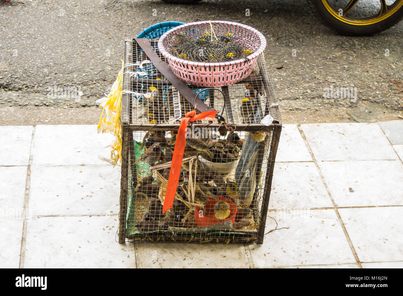 A cage and container full of merit or luck birds, waiting to be released outside a Buddhist pagoda in Yangon, Myanmar. Burmese tradition. overcrowded Stock Photo