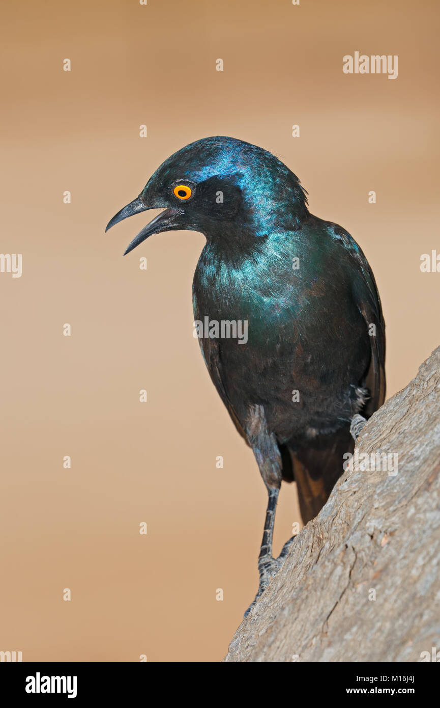 A Cape glossy starling (Lamprotornis nitens) perched on a branch, South Africa Stock Photo
