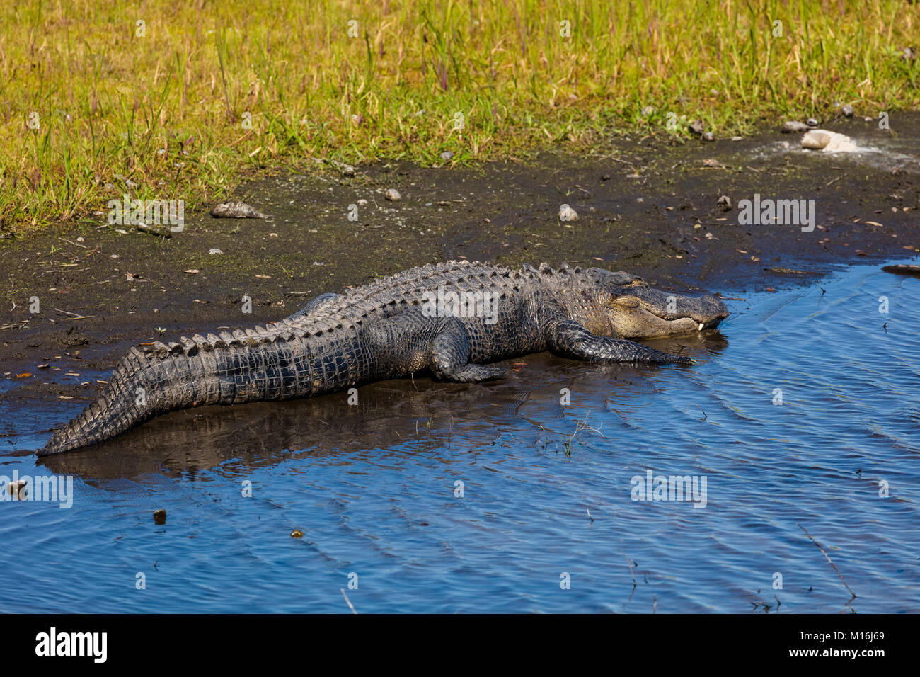 Alligator on bank of Myakka River in Myakka River State Pak in Sarsaota Florida in the United States Stock Photo