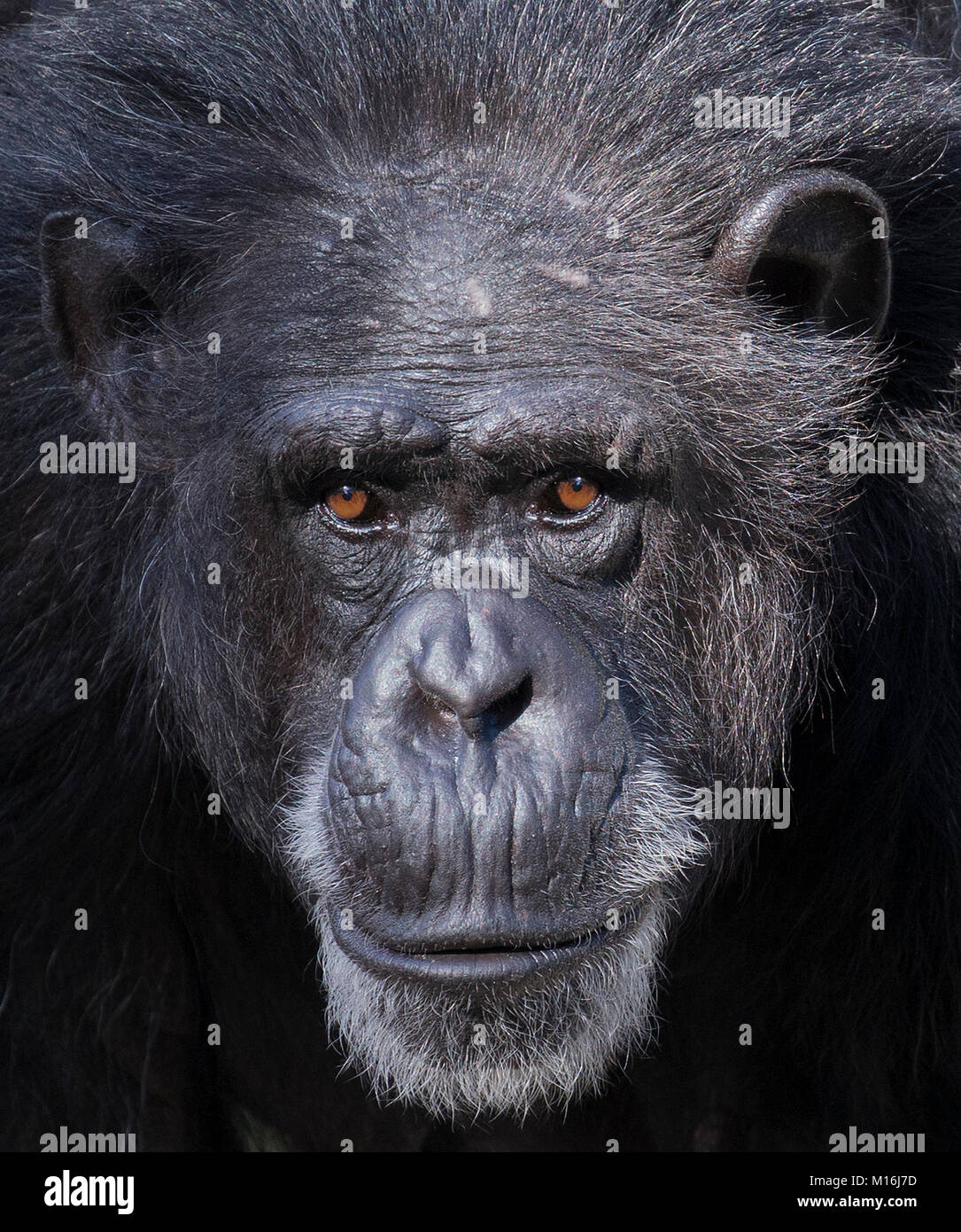 Gorilla Face Up Close High Resolution Stock Photography and Images Alamy