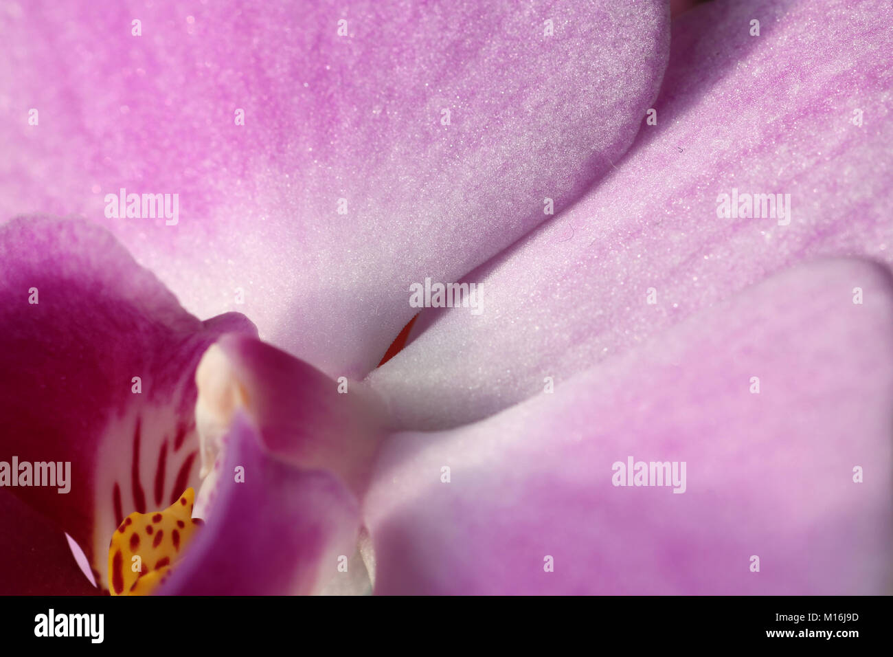 pink orchid Stock Photo