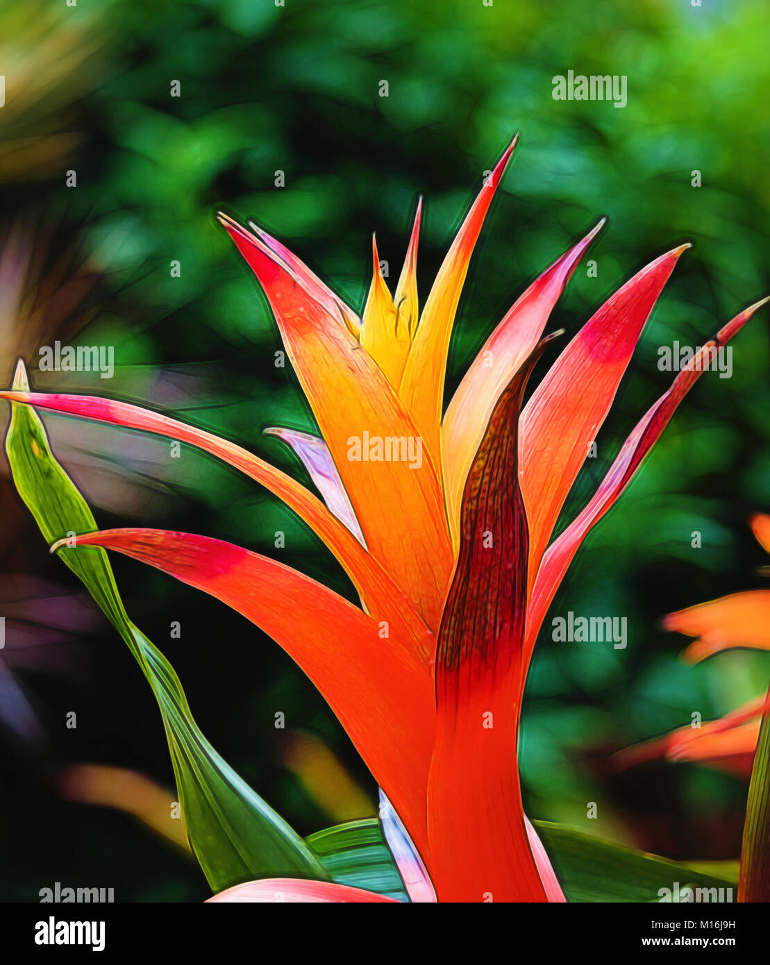 Closeup of bright colorful red and yellow tropical Bromeliad  plant Stock Photo