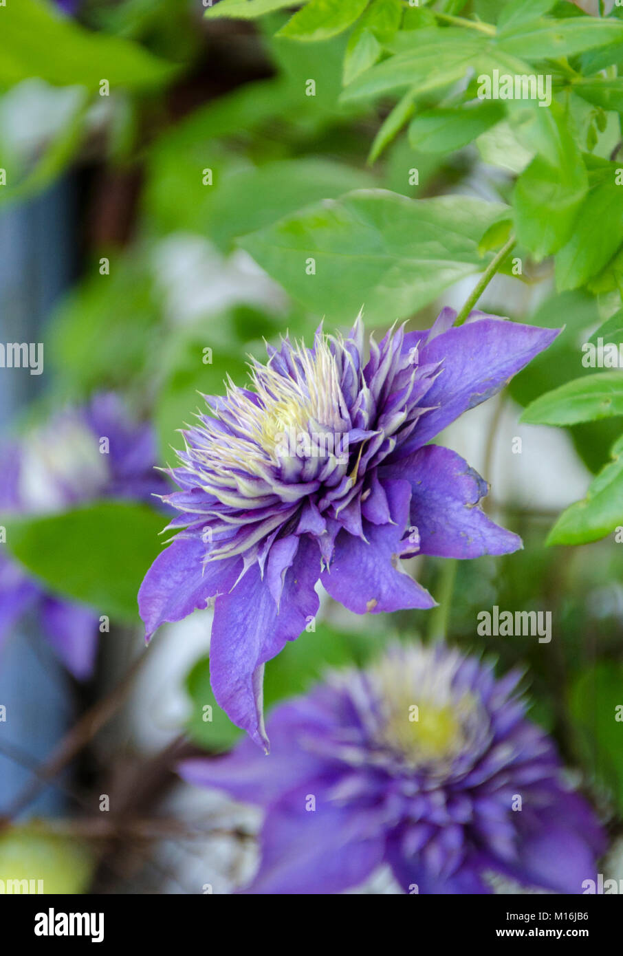 Clematis Stock Photo