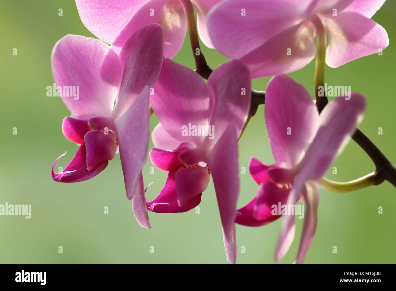pink orchid Stock Photo