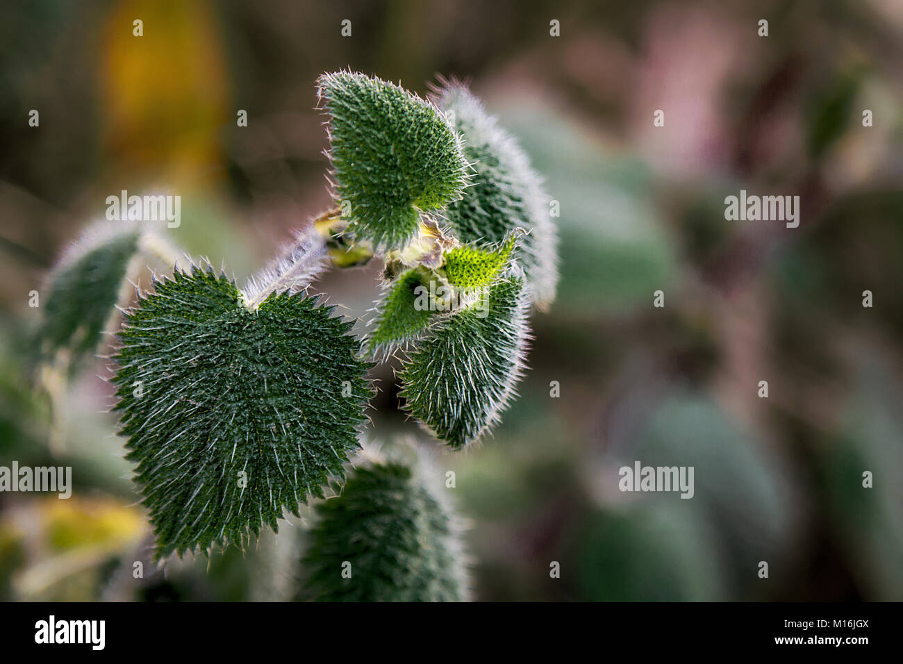 closeup view of green plant leaf Stock Photo - Alamy