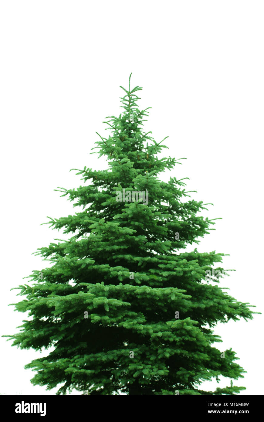 The Bare Christmas tree ready to decorate Stock Photo Alamy