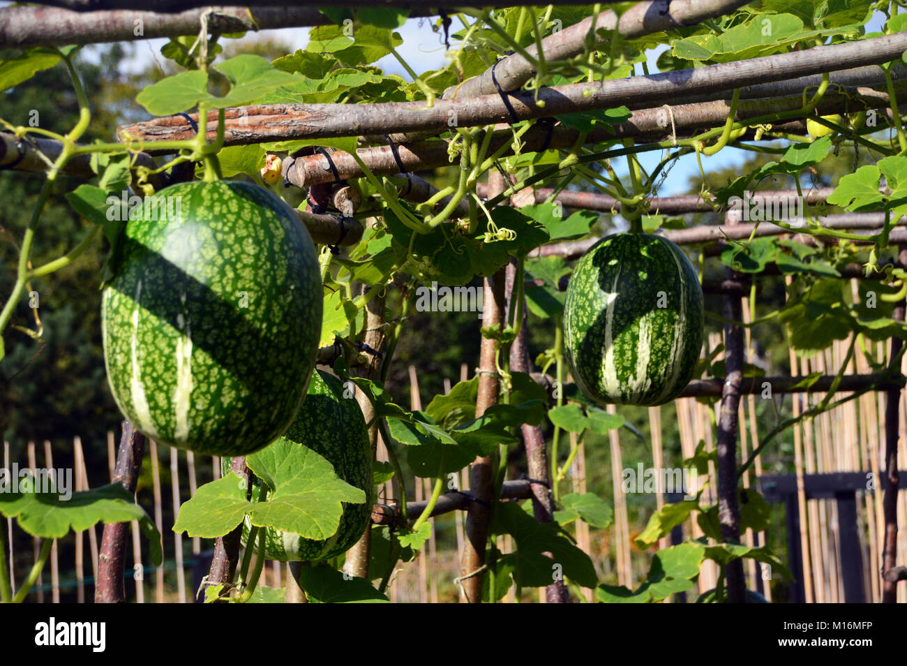 Fig Leaf Gourd (Cucurbita Ficifolia) Growing in Vegetable Garden at RHS Garden Harlow Carr, Harrogate, Yorkshire. England UK Stock Photo