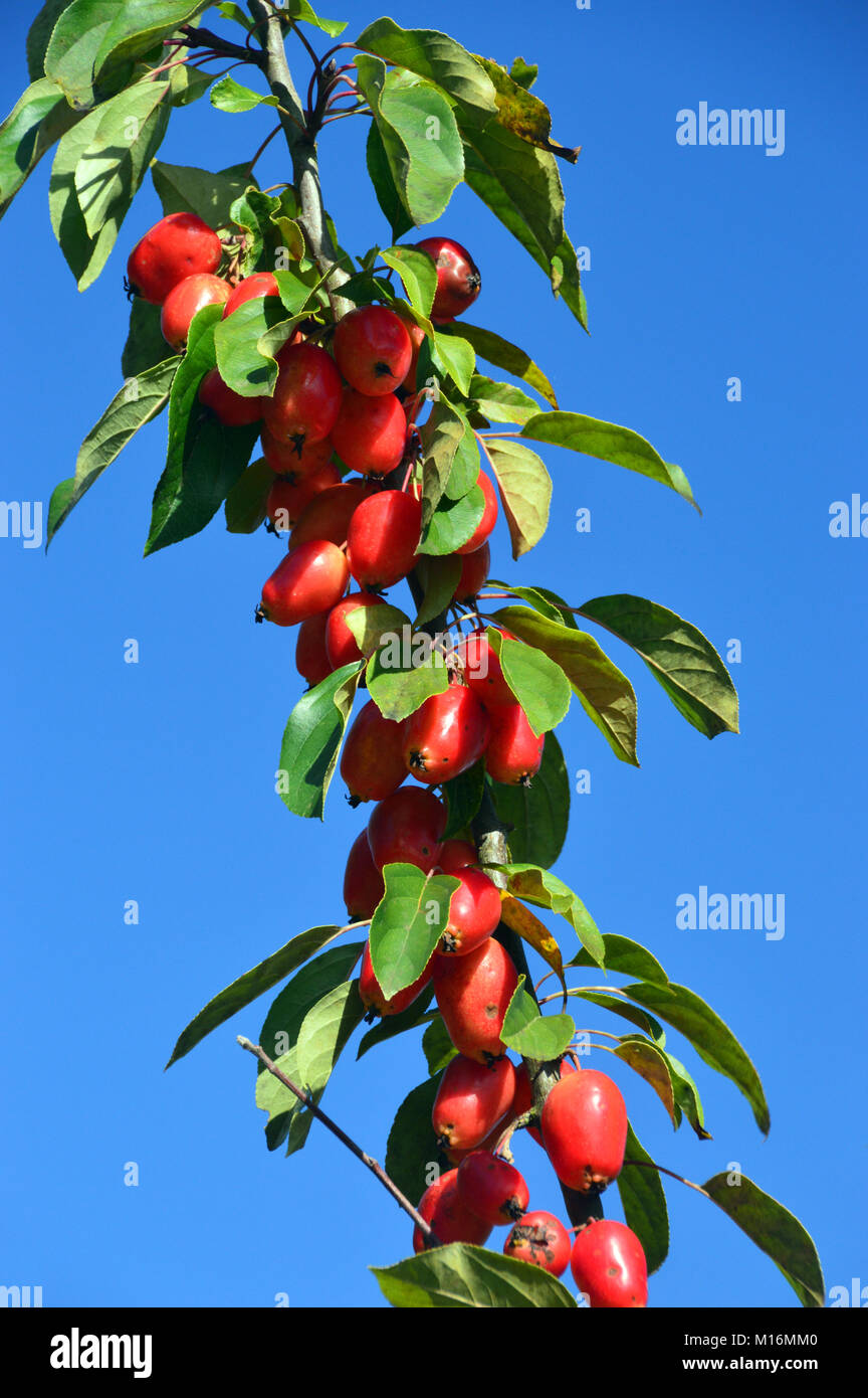 Crab Hanging In A Tree Hi Res Stock Photography And Images Alamy