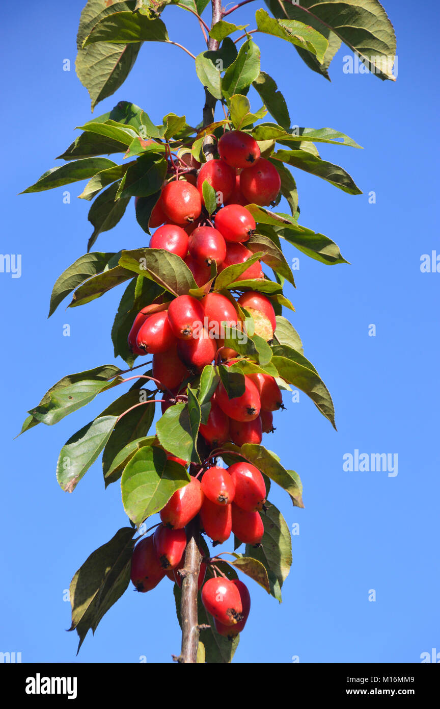 Malus crab apple john downie hires stock photography and images Alamy