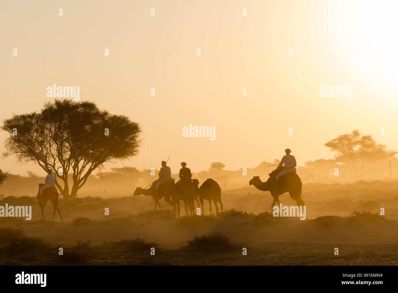 camel herds at the gates of dawn Stock Photo