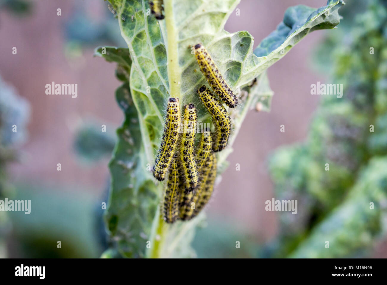Cabbage white caterpillar eating leaf hi-res stock photography and ...