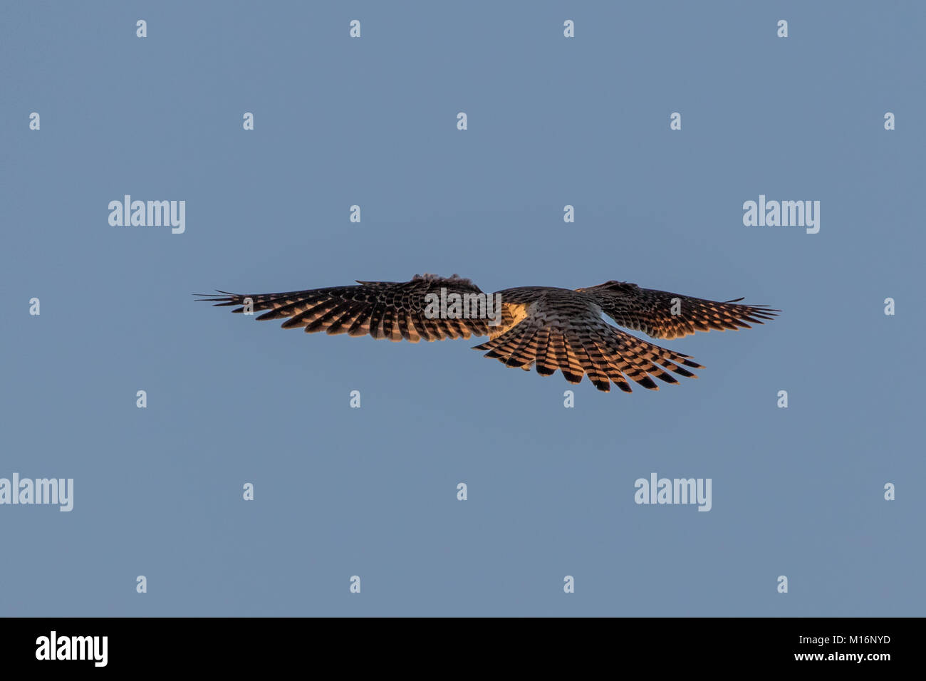Kestrel ( Falco tinnunculus ). Rear view hovering Stock Photo - Alamy