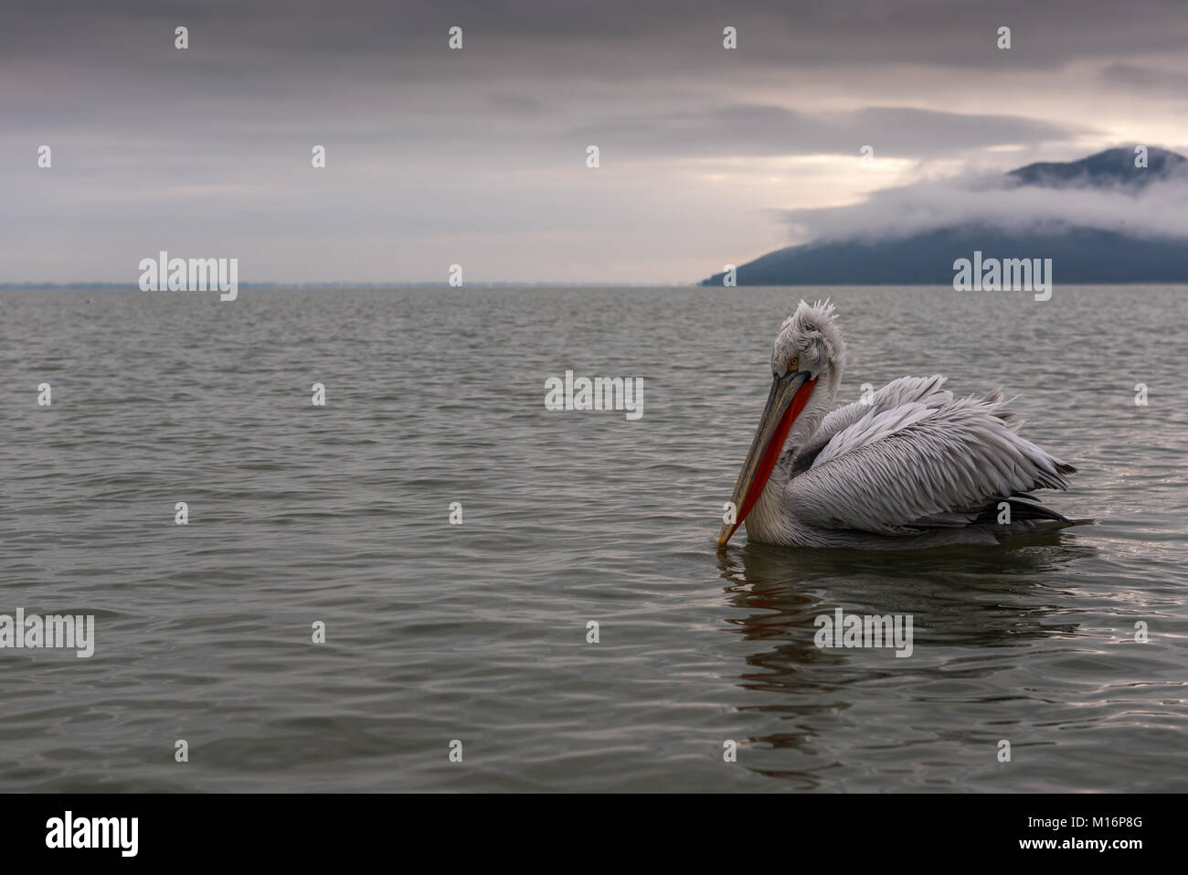 Dalmatian pelicans on lake Kerkini , Greece Stock Photo