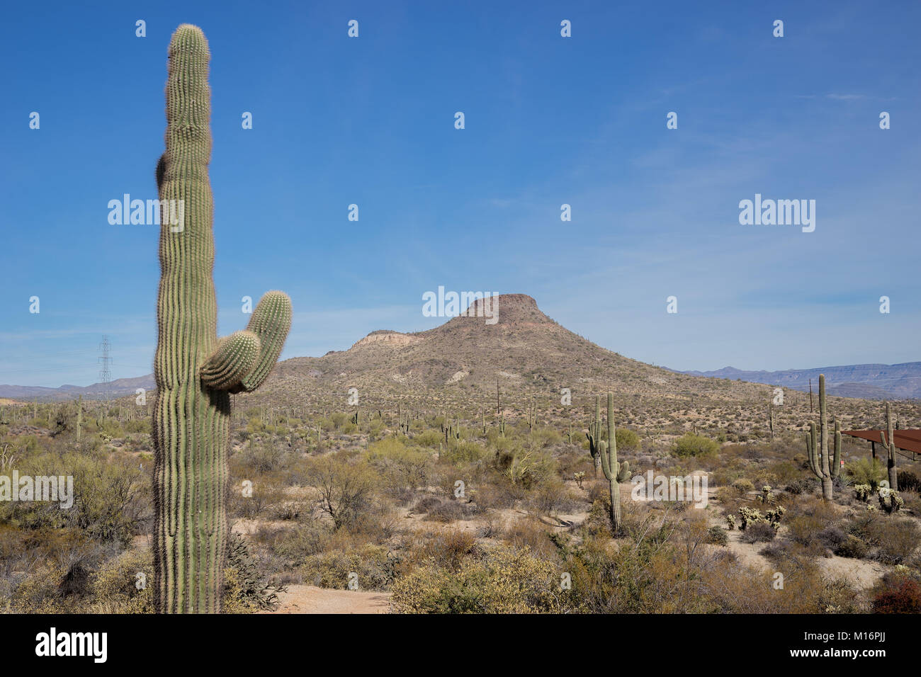 Beautiful Arizona desert landscape with Saguaro cactus trees and ...