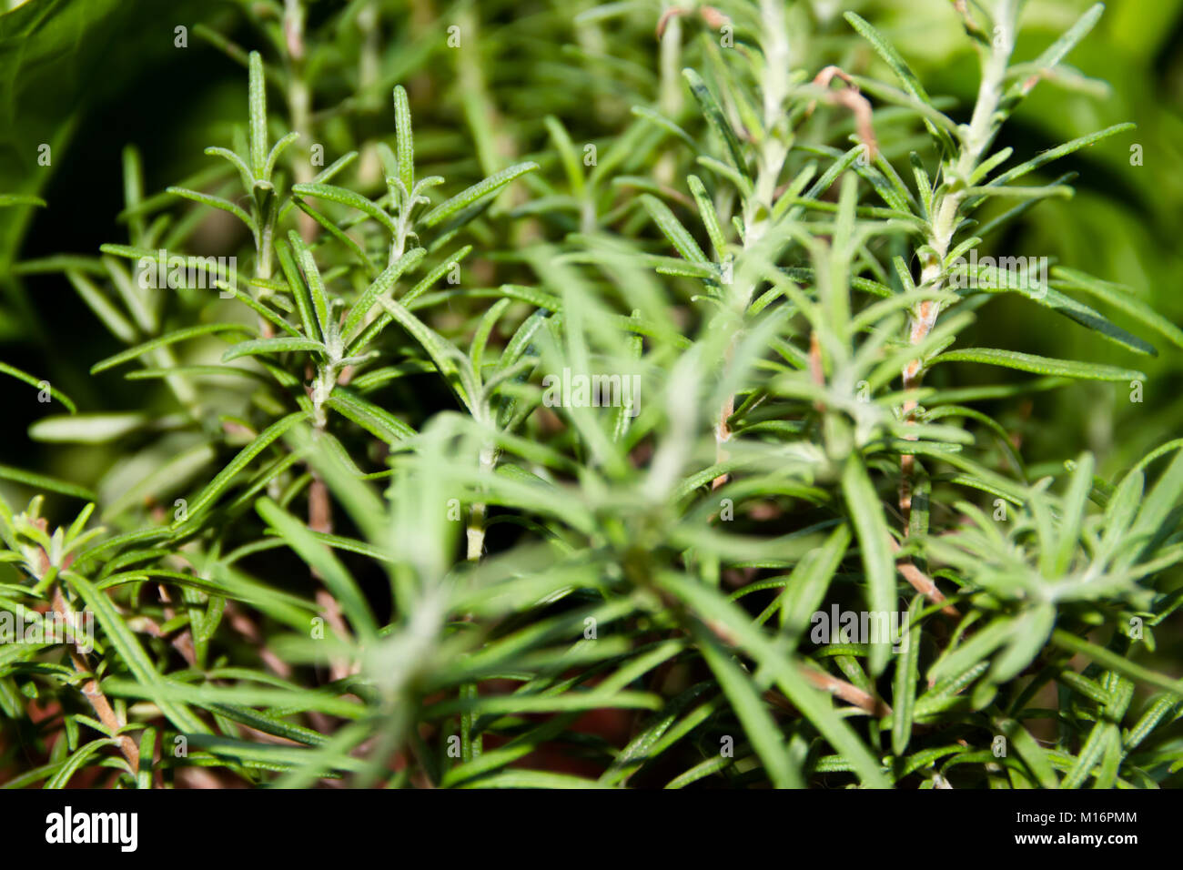 green leaves of aromatic and medicinal rosemary from the organic garden Stock Photo
