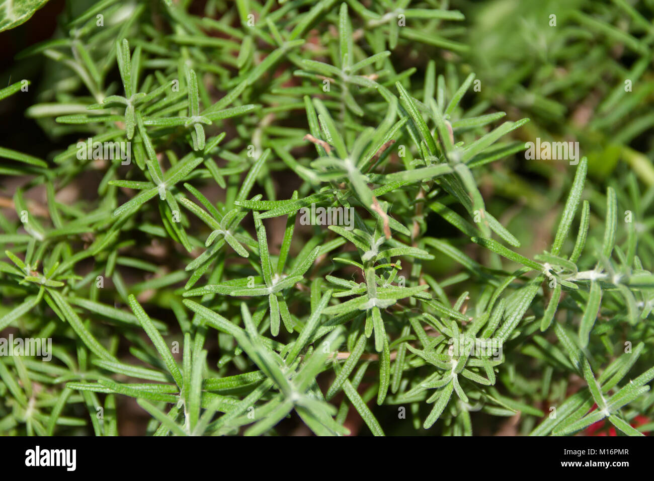 green leaves of aromatic and medicinal rosemary from the organic garden Stock Photo