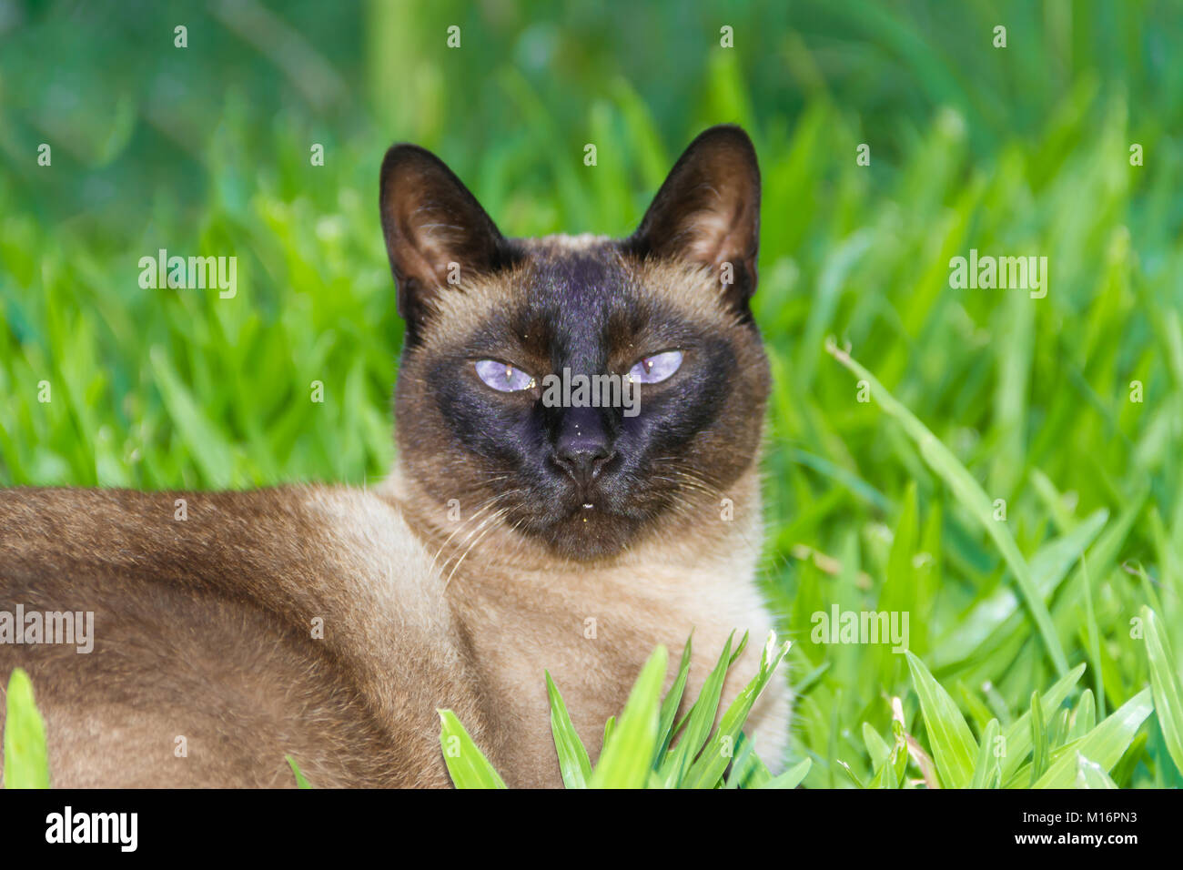 portrait of siamese cat on green grass Stock Photo - Alamy