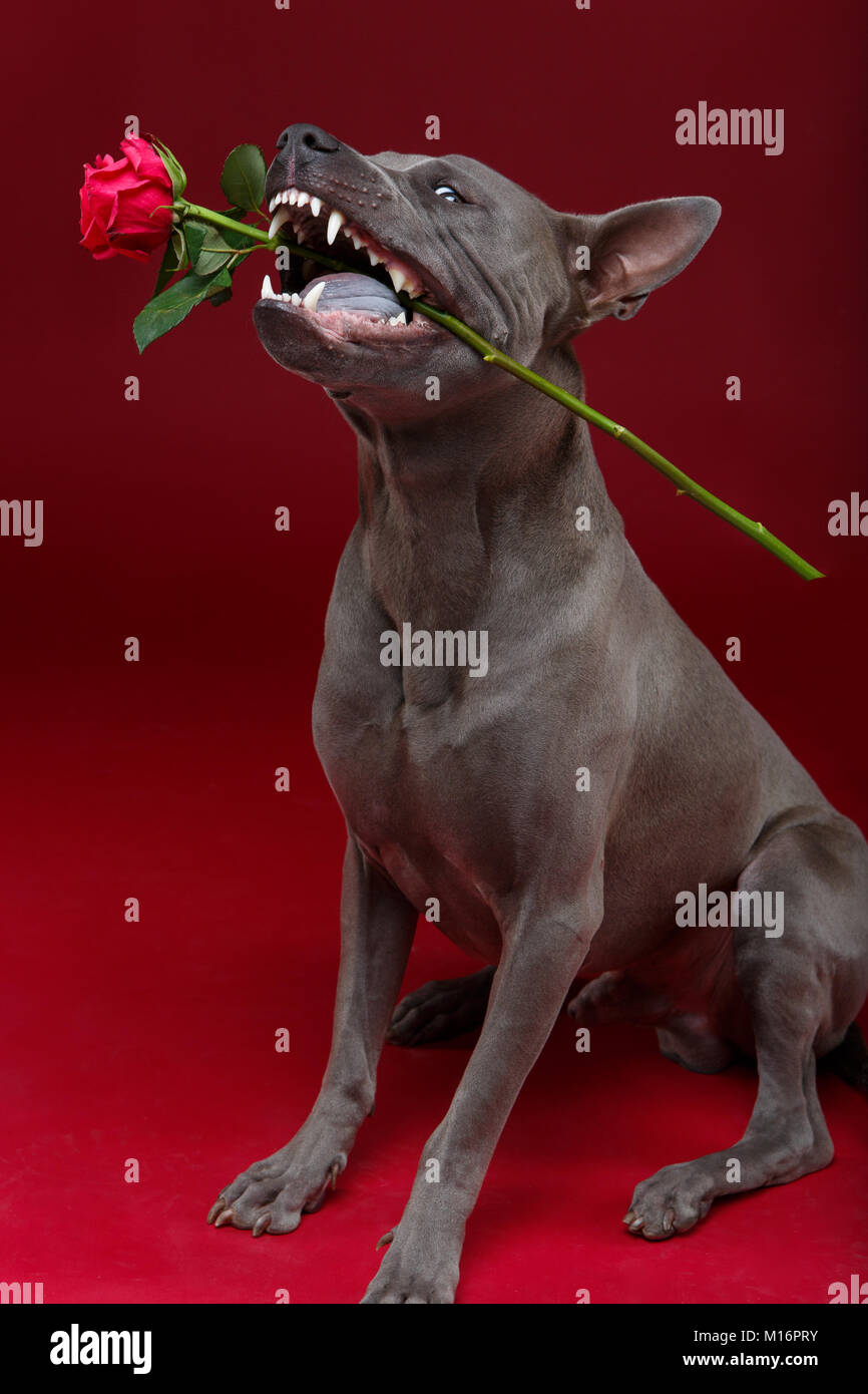 dog holding rose in mouth Stock Photo - Alamy