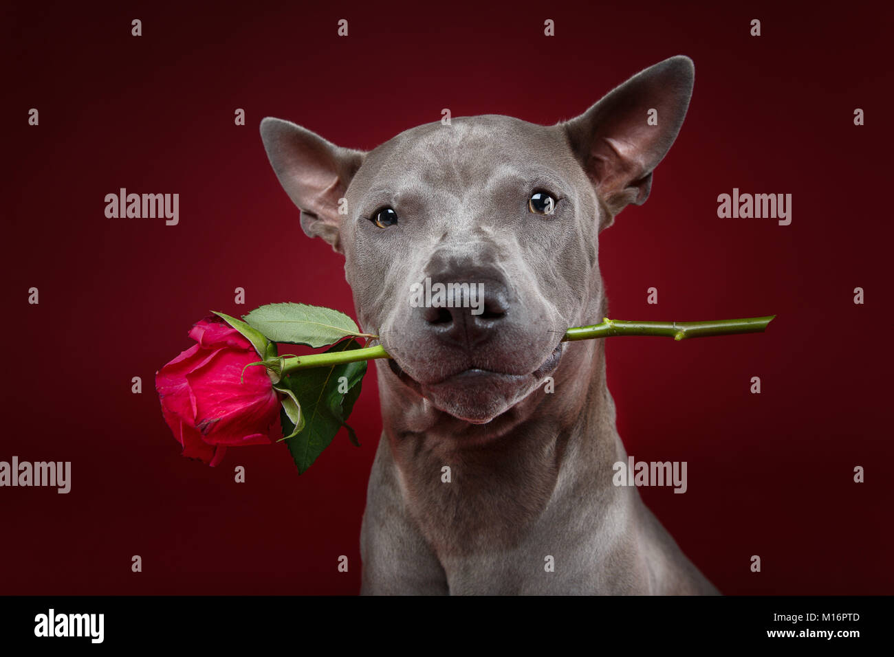 dog holding rose in mouth Stock Photo