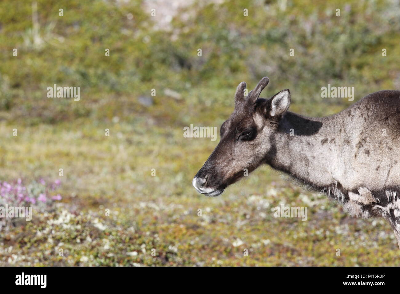 Rangifer tarandus groenlandicus nunavut hires stock photography and