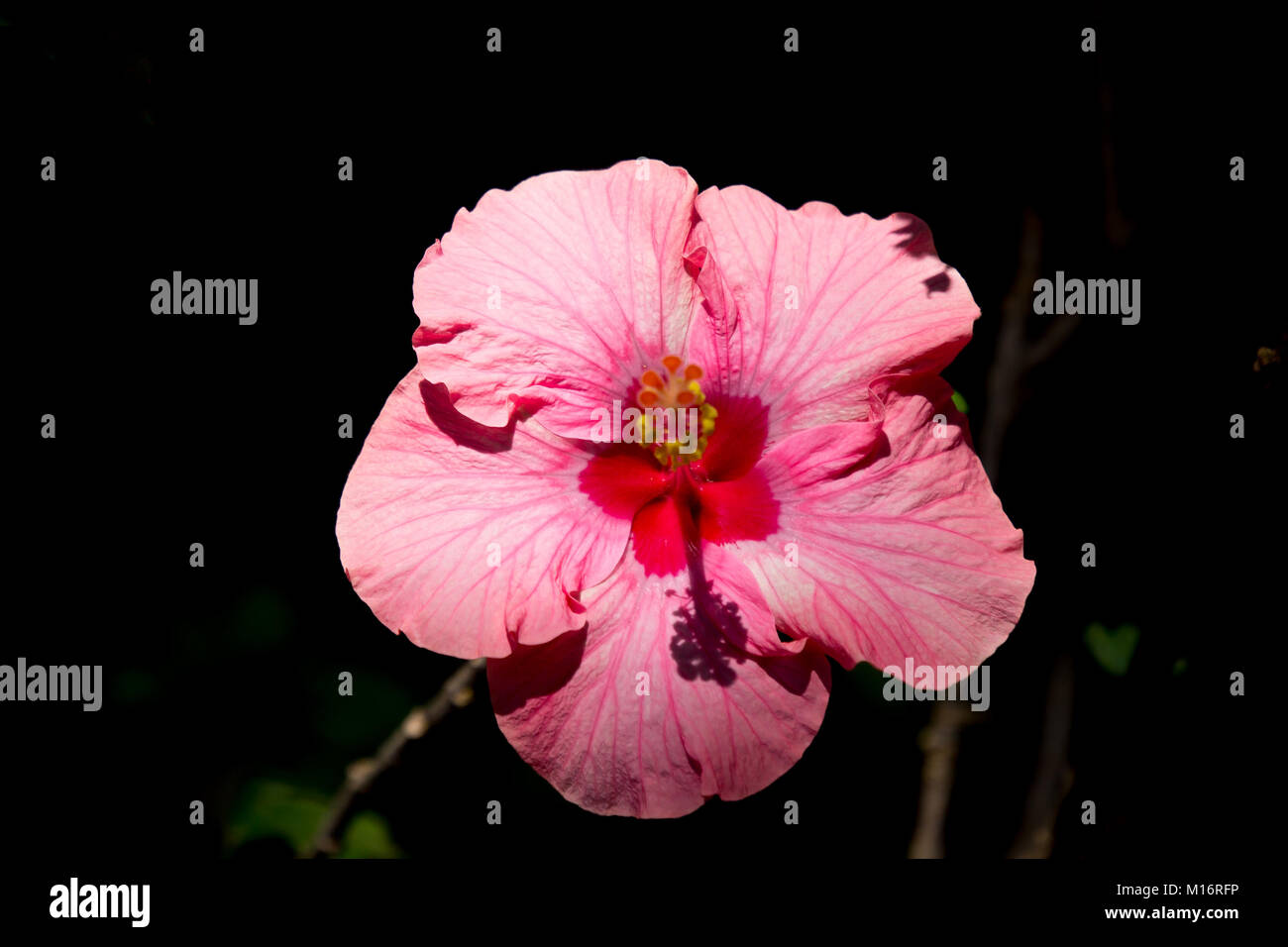 Close up of Pink Hibiscus rosa-sinensis or Brilliant with green leaf background Stock Photo