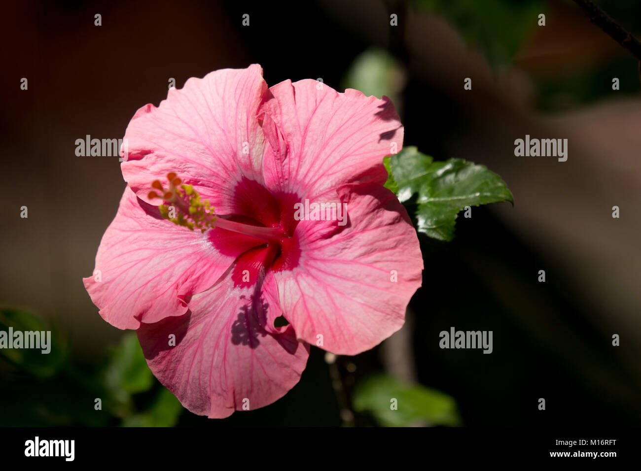 Close up of Pink Hibiscus rosa-sinensis or Brilliant with green leaf background Stock Photo