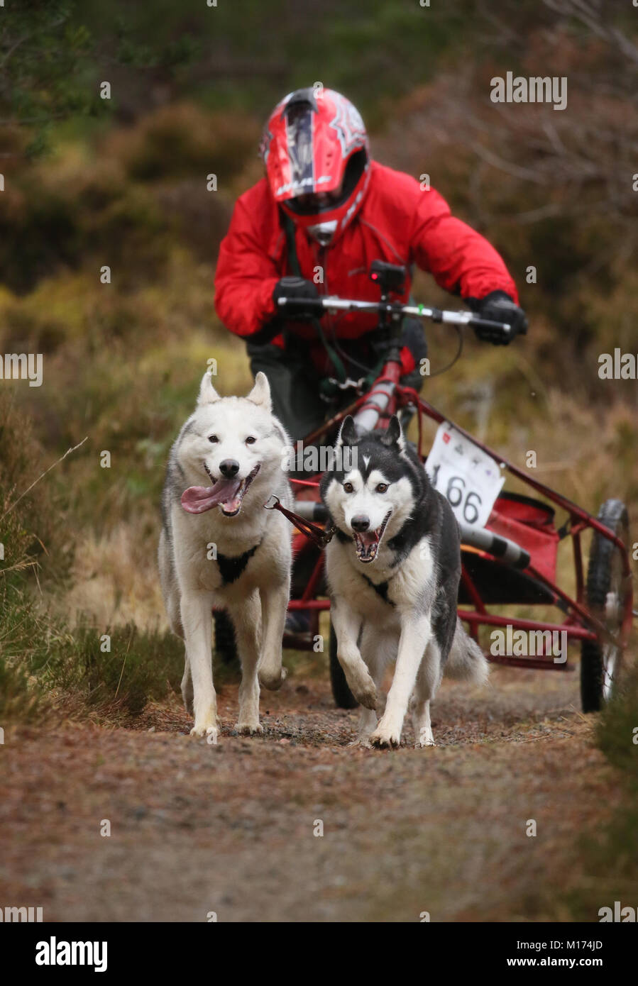 Aviemore,Scotland, 27th January, 2018. The 35th annual Aviemore sled