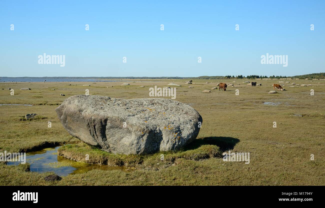 Large granite boulders left by ancient glaciers on saltmarsh fringing