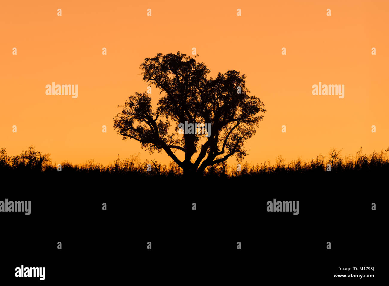 Oak tree trees sunset hi-res stock photography and images - Alamy