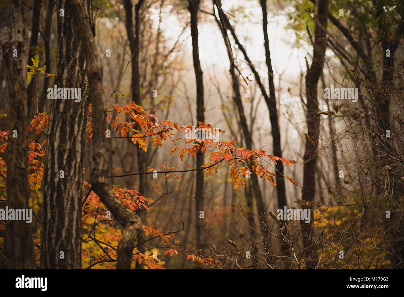 Fall at Gayasan National Park, Korea Stock Photo