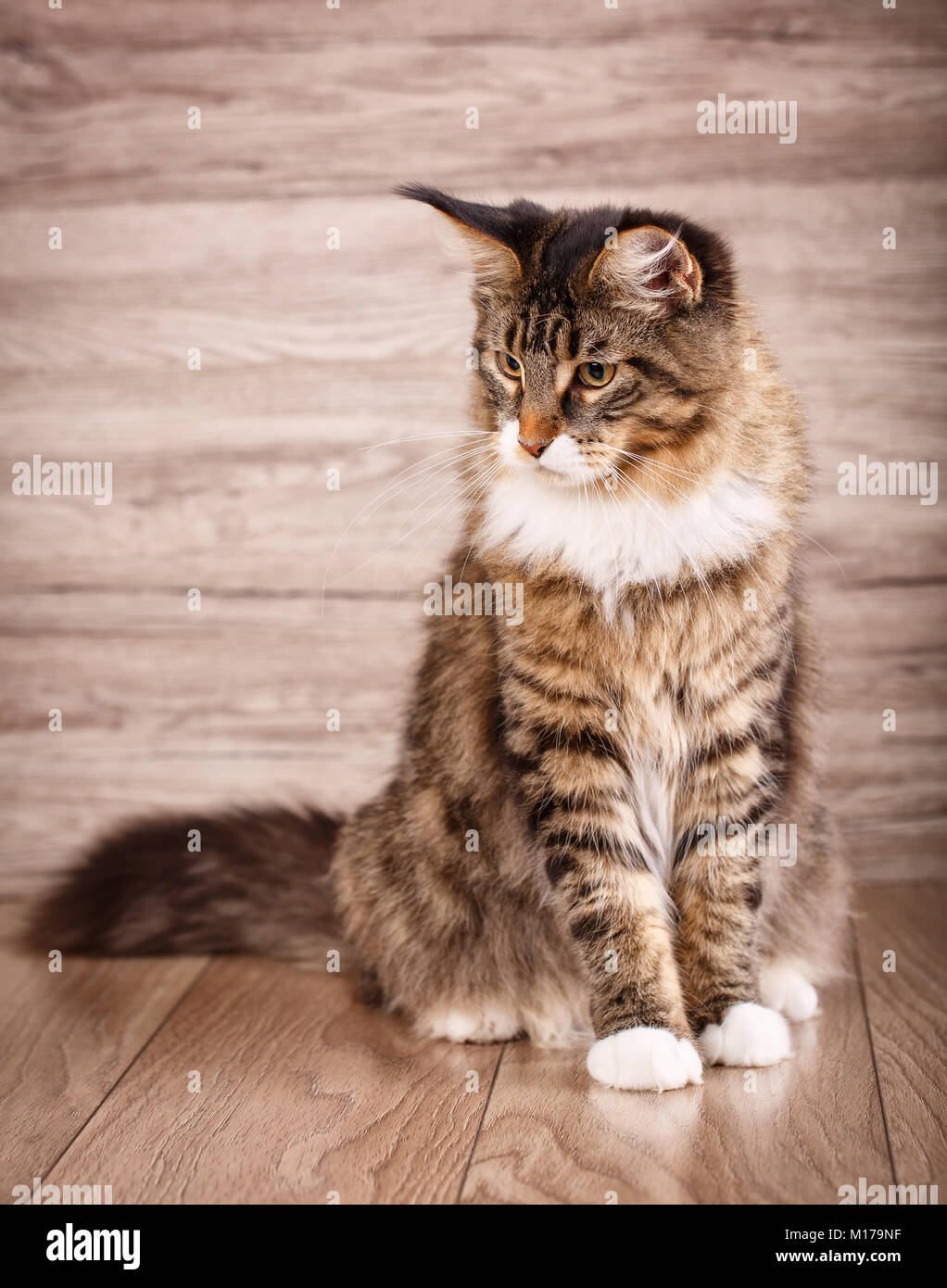 Lazy maine cooncute kitty . Magic cat with yellow eyes Stock Photo Alamy