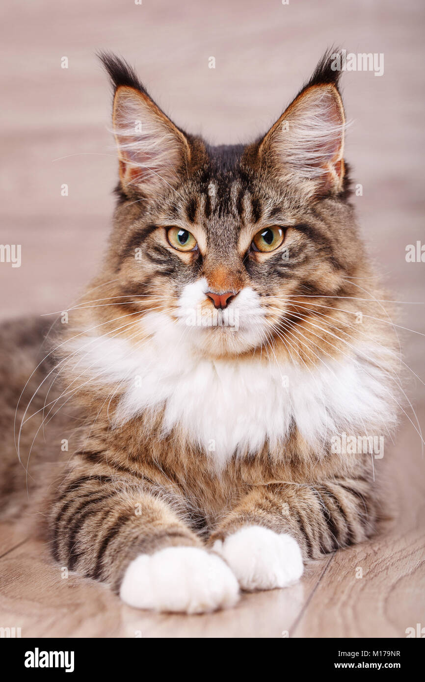 Lazy maine cooncute kitty . Magic cat with yellow eyes Stock Photo Alamy