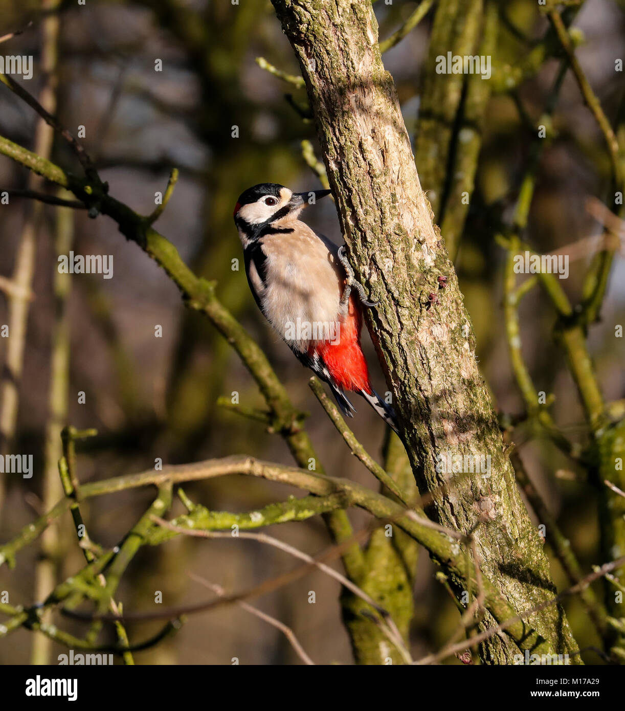 Major breeding hi res stock photography and images Alamy
