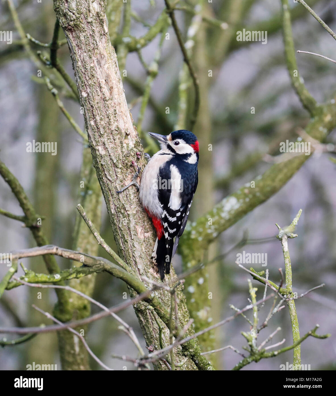 Great spotted woodpecker breeding hi-res stock photography and images