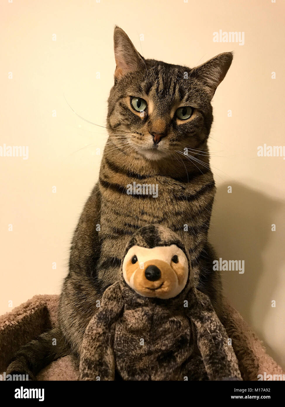 Tabby cat and her plush stuffed sloth posing Stock Photo - Alamy
