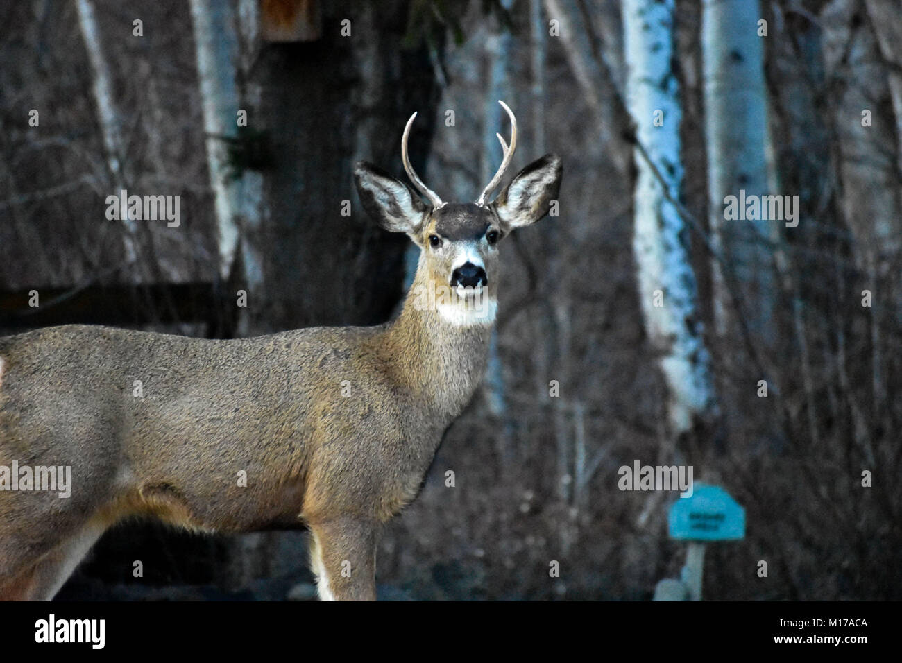 Mule Deer Buck Stock Photo