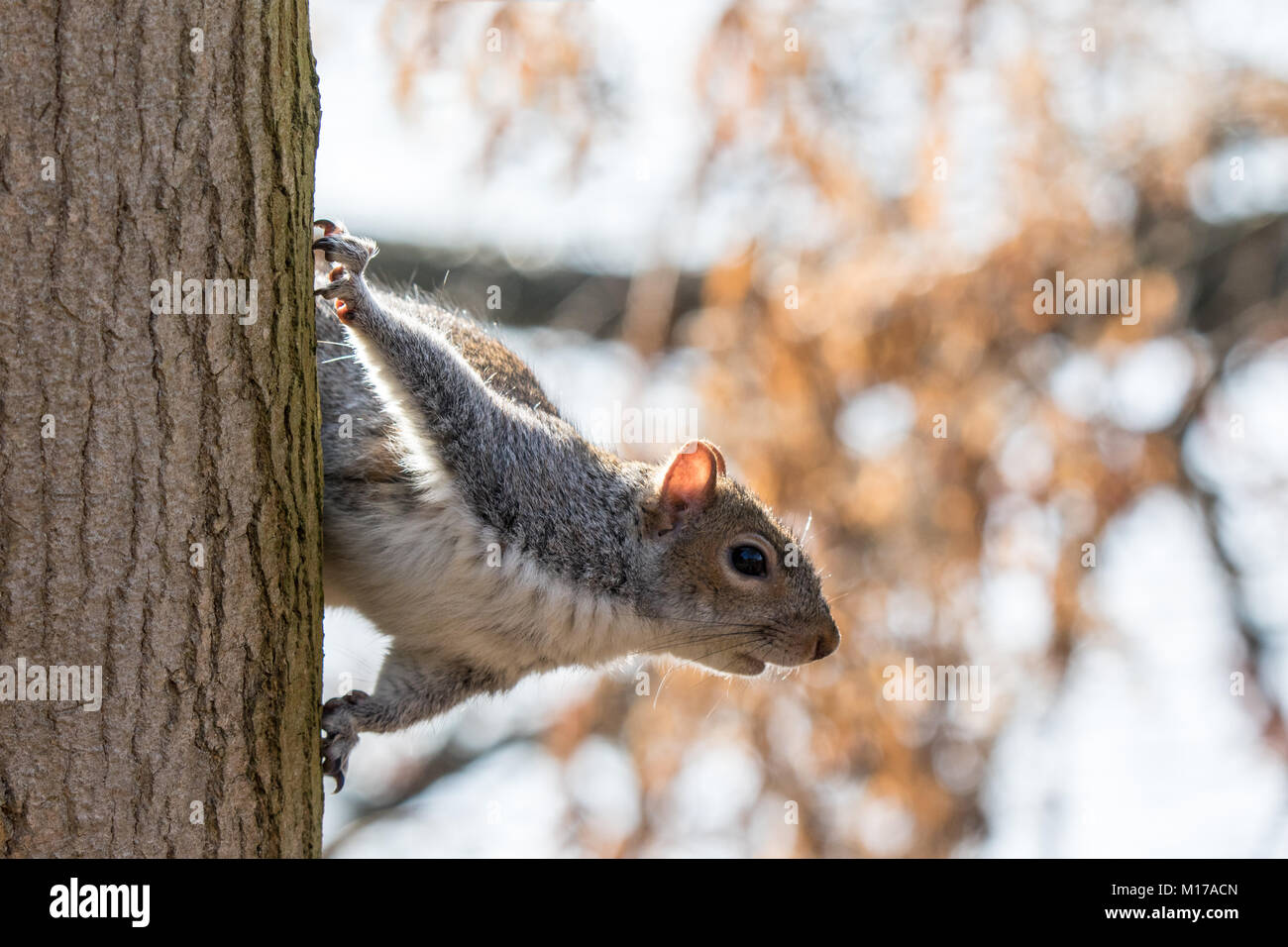 Grey squirrel on side of tree trunk about to jump. Close up in frame Stock Photo