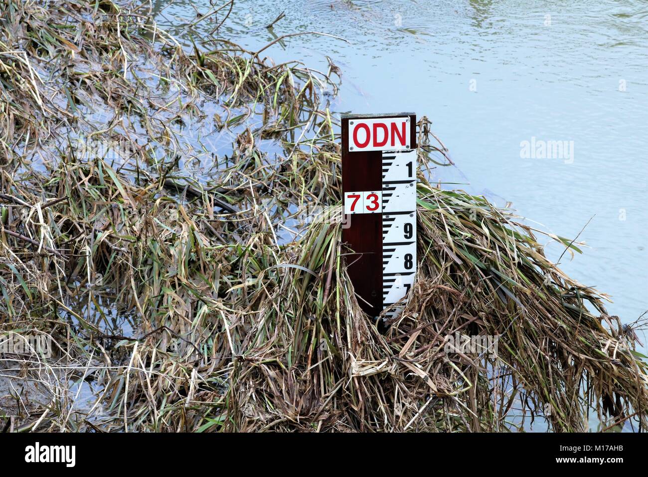Measuring stick in river for flood alert covered in weeds and reeds Stock Photo