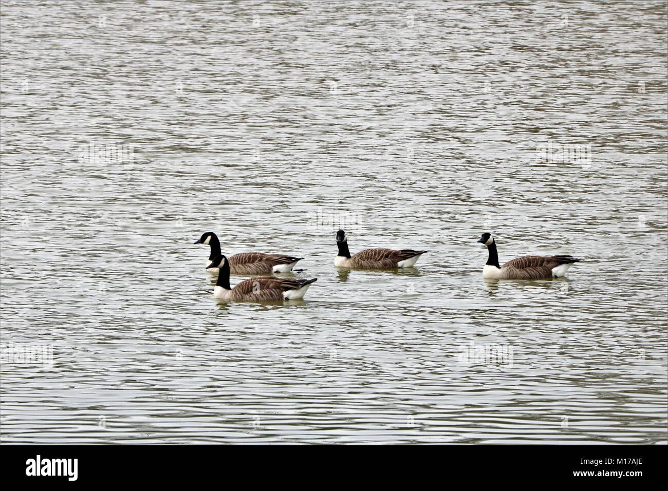Gaggle of geese on water Stock Photo