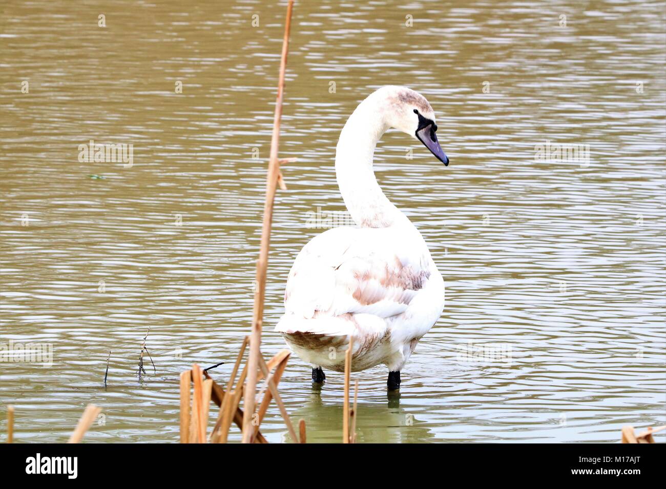 White swan stood in water looking for food Stock Photo