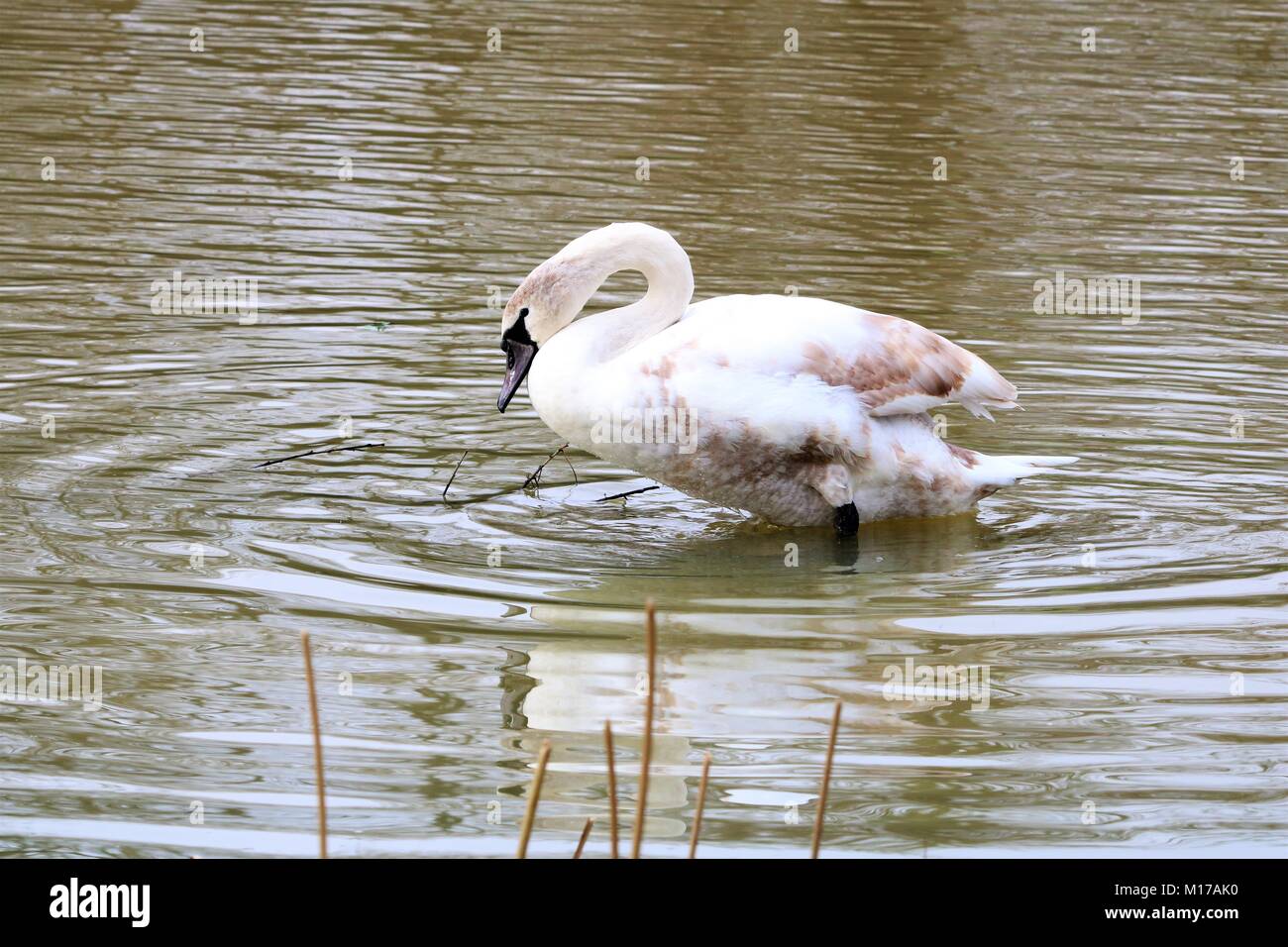 White swan with curved neck looking for food in the water making ripples Stock Photo