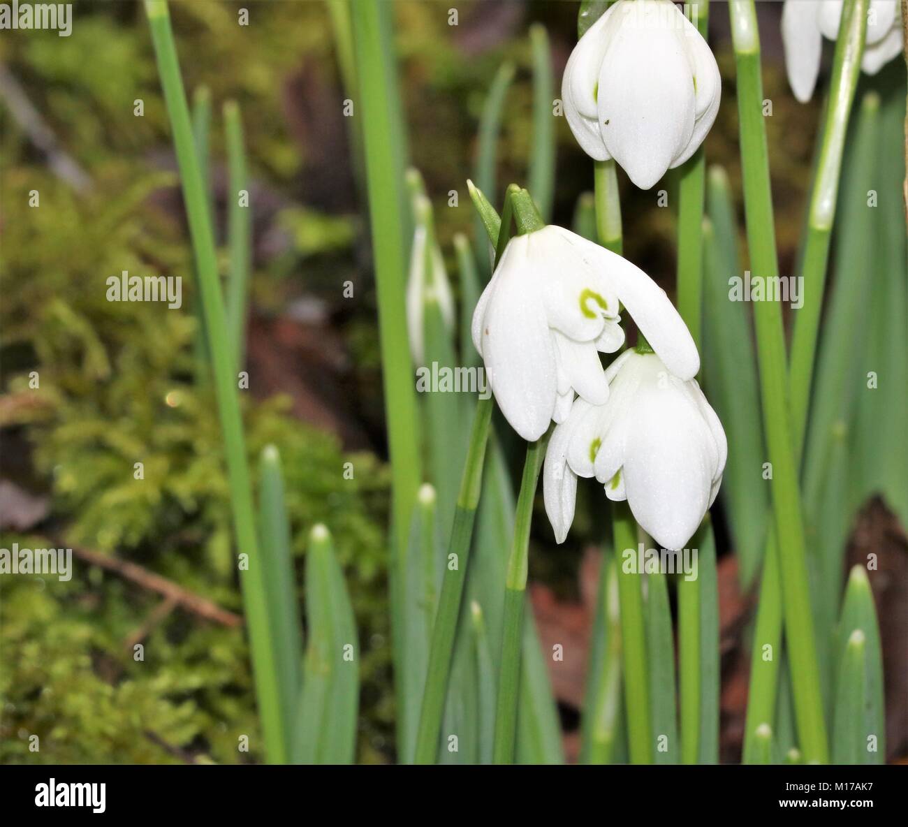 Beautiful winter white flowers hires stock photography and images Alamy
