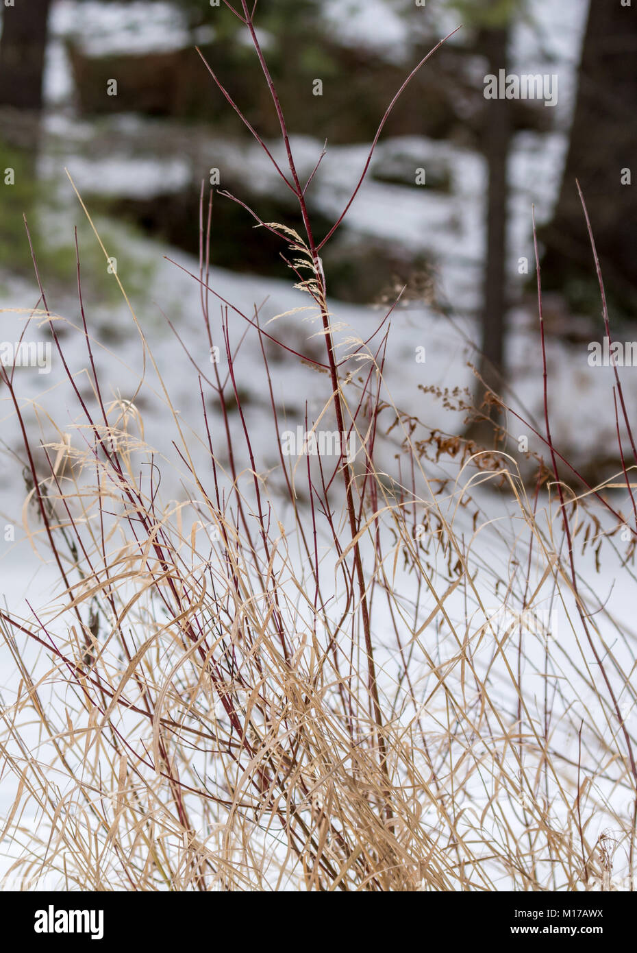 Wild Grass In Winter Stock Photo