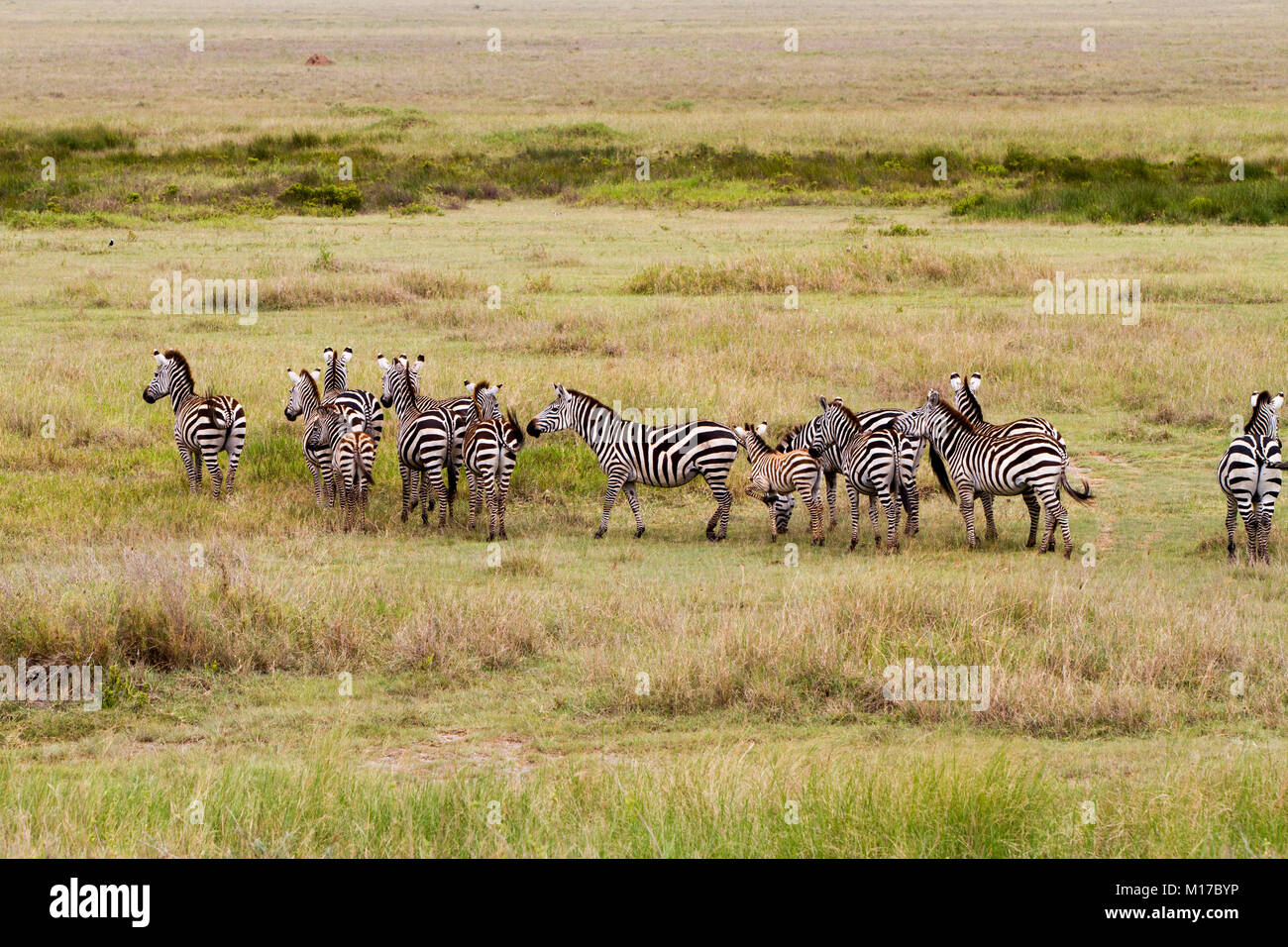 Zebra species of African equids (horse family) united by their ...