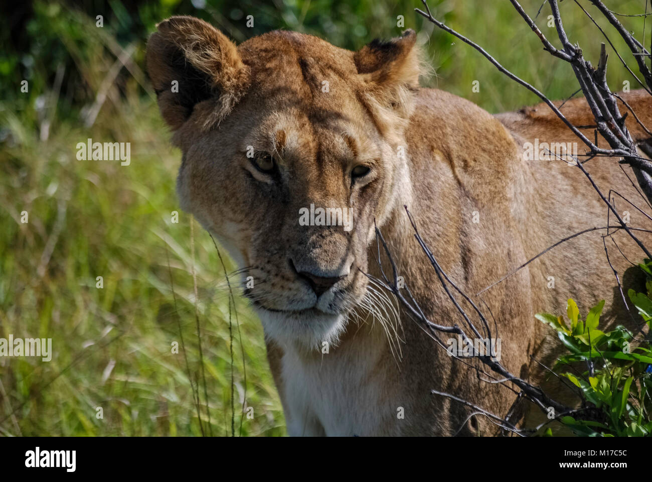 Lion Masai Mara Kenya Africa Stock Photo - Alamy
