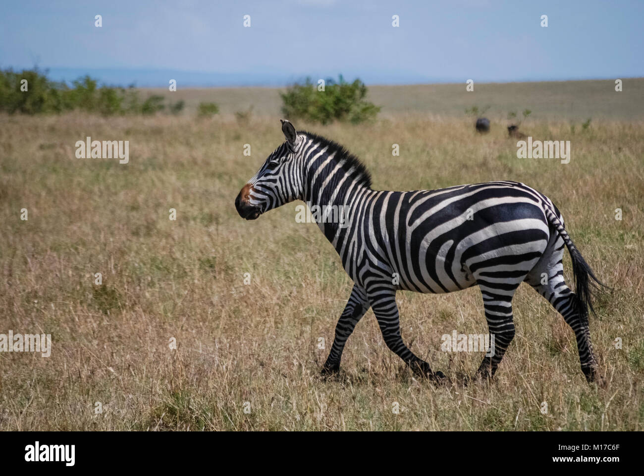 Masai mara wildlife reservation hi-res stock photography and images - Alamy