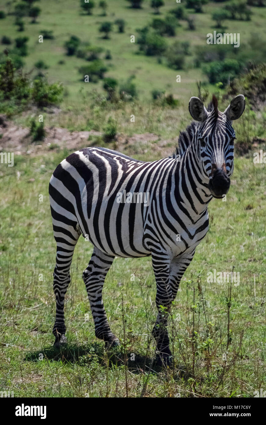 Masai mara wildlife reservation hi-res stock photography and images - Alamy